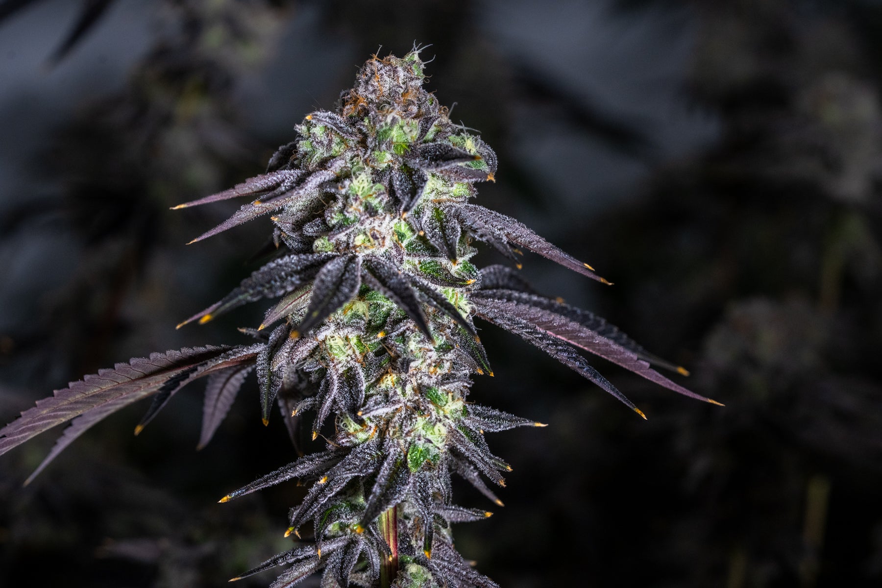 Cap Junky | Yeehaw Cannabis Company
